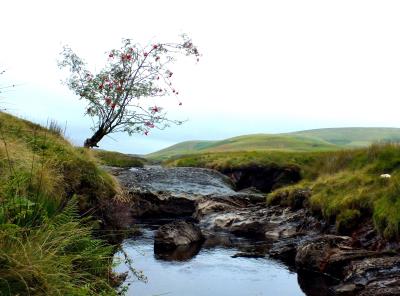 276 HEAD ELAN VALLEY.jpg